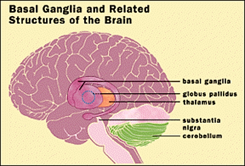 cerebellum of brain